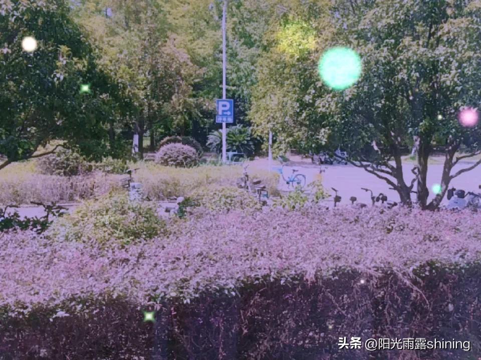夏日生活打卡季今天武汉好热，一大早就收到手机高温预警提示消息。