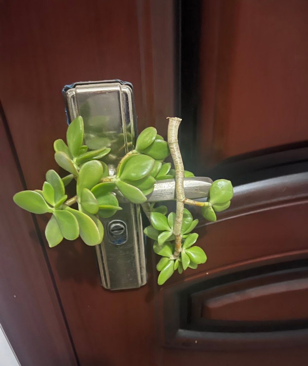 回家门把手被放了植物不理解，这是善意的祝福，还是恶意的踩点？而且早上出门的时候我