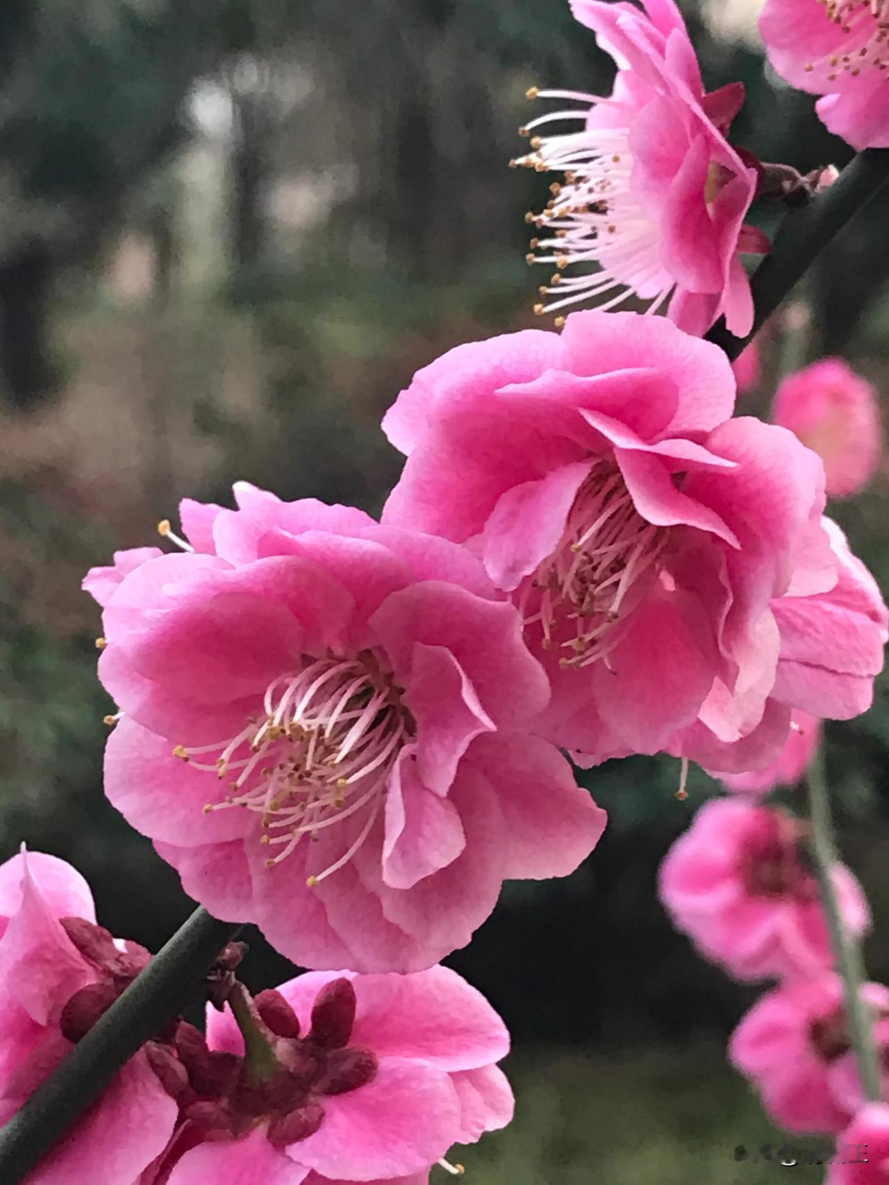 梅下拍照，暗香涌动。