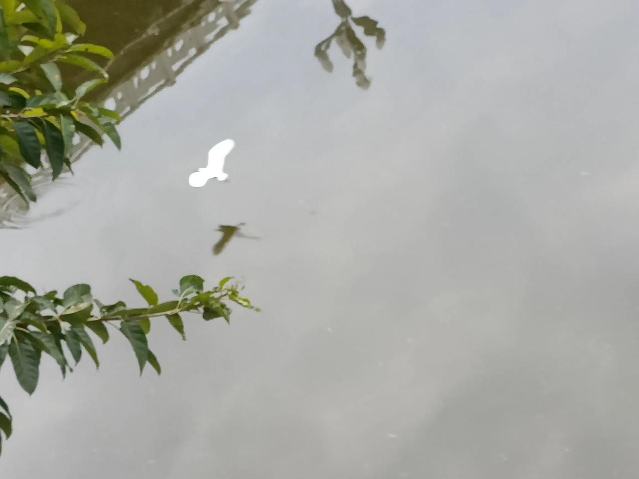 芙蓉溪上白鹤飞！春风又绿溪两岸，惹得枯木发嫩枝。周末游芙蓉溪，河堤上游人如织。行