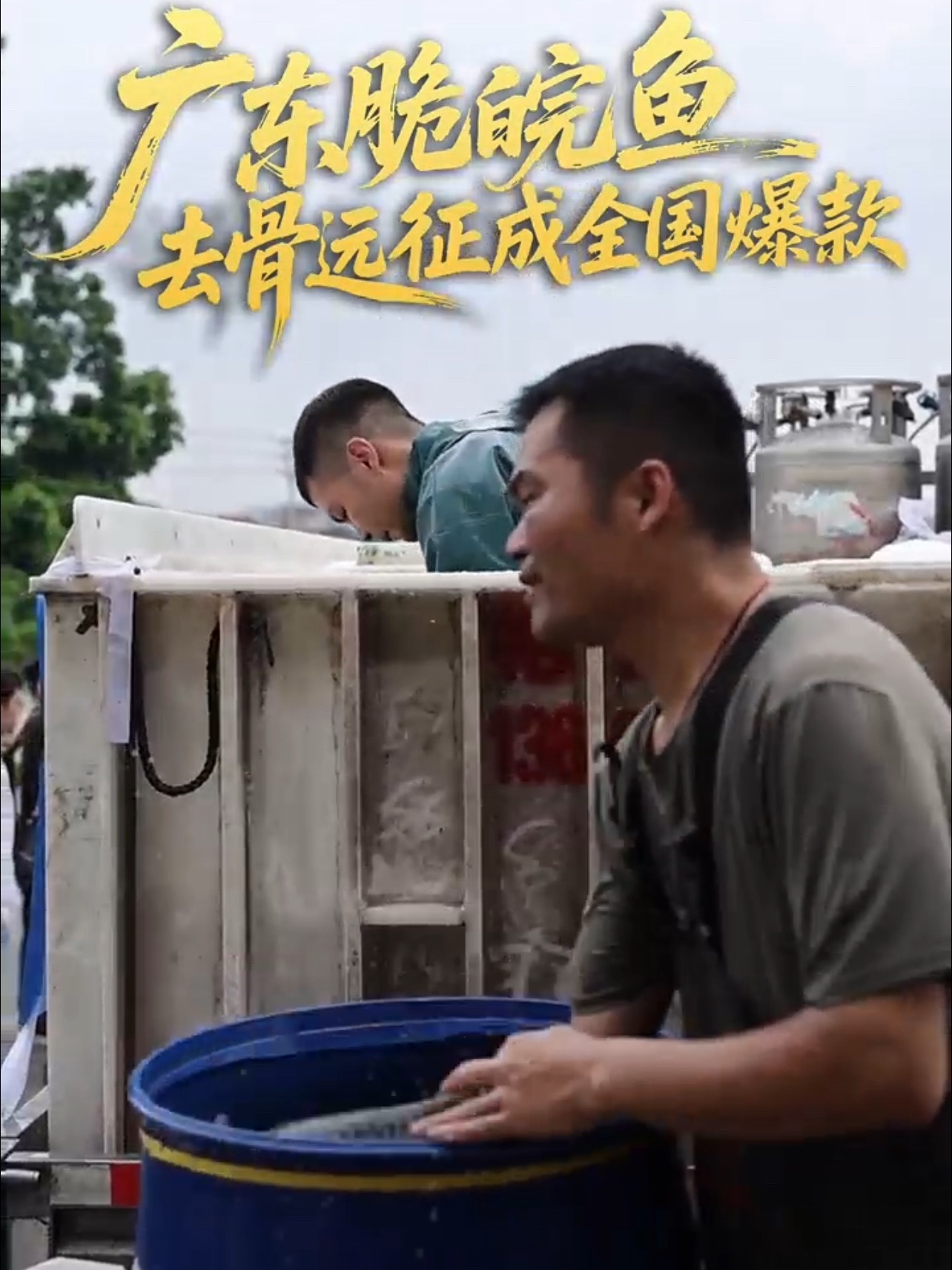 脆鲩鱼为什么突然火了中山脆鲩鱼凭精细工序出圈，草鱼百天蚕豆喂养，清水断食排净杂质