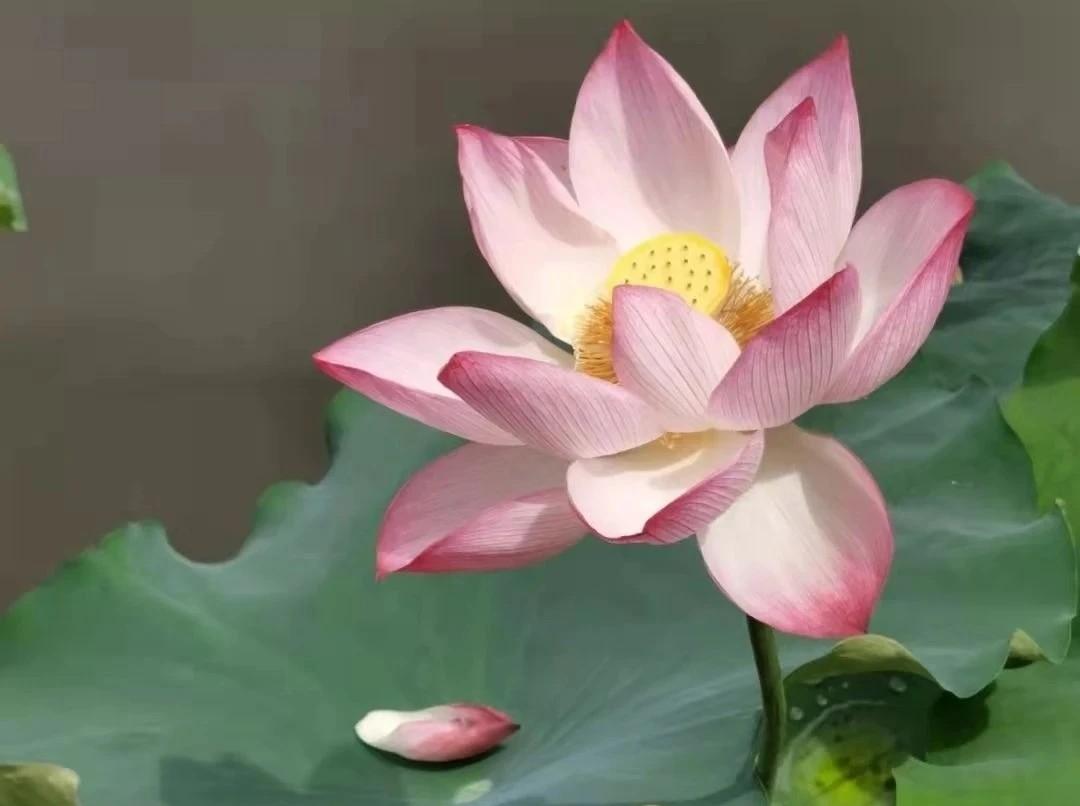 快来看看我新换的主页背景吧