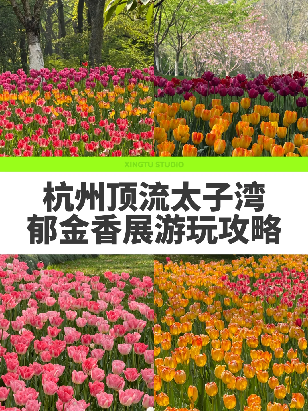 2026 杭州太子湾郁金香花展✅保姆级攻略