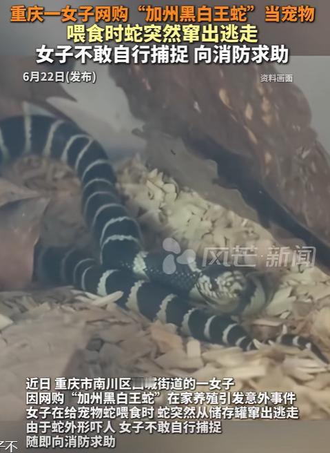 胆子太大了！重庆，女子觉得一个人生活寂寞，在网上买了条“加州黑白王蛇”当宠物，不