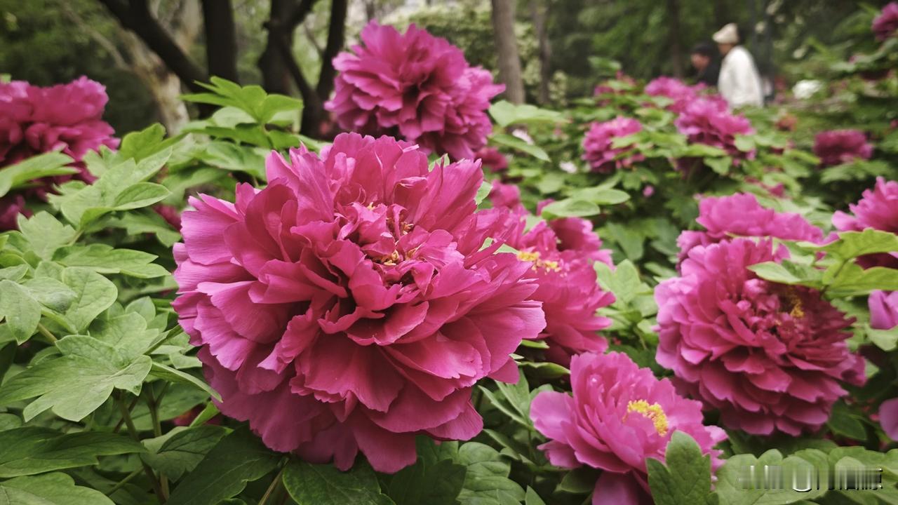 唯有牡丹真国色，花开时节动巩义。虽然历经了周末十级大风的“辣手催花”，早花牡丹花
