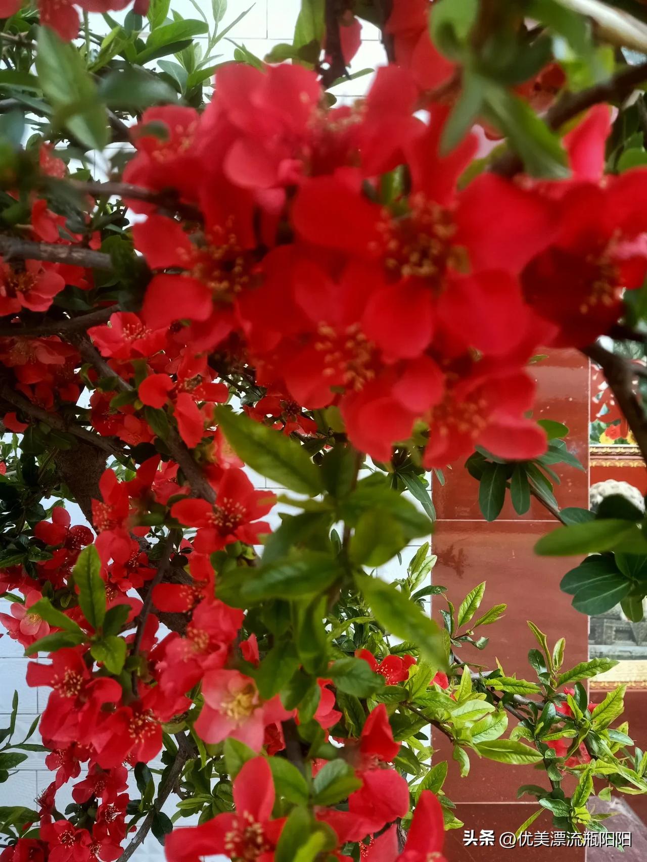 晒出你的本地生活我家的火红海棠开的正艳，如果我们的日子像这海棠花过得这么红红火火