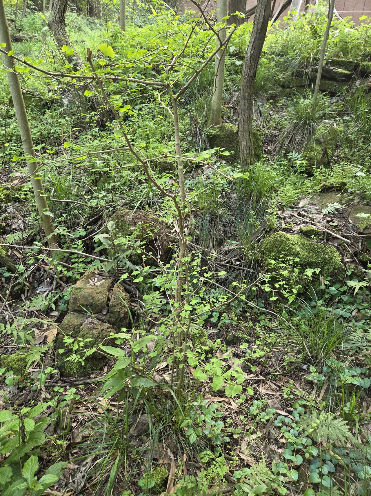 我的小银杏，二十年了，你咋还是这么点儿大？