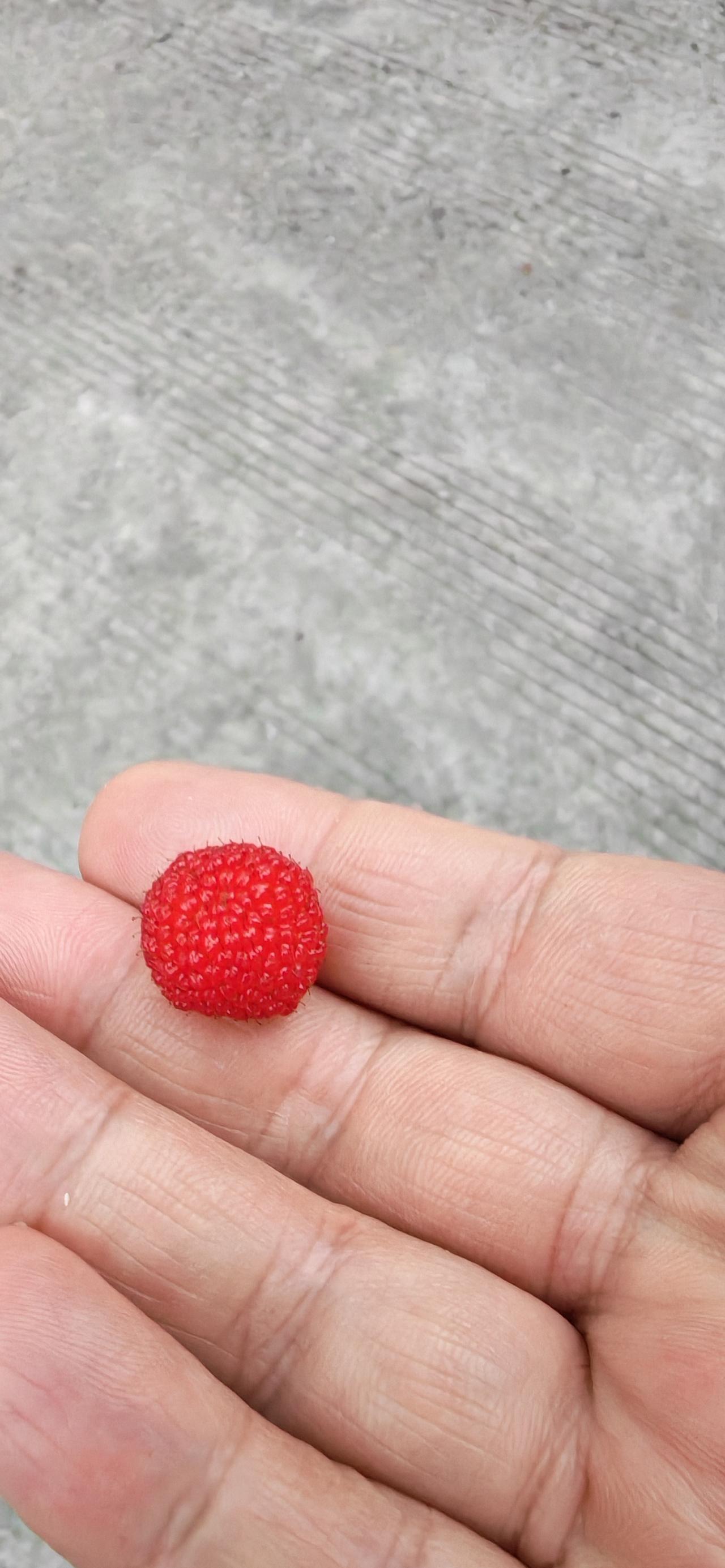 想回农村？先看这是草莓还是海棠果？树莓