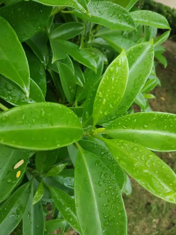 知恩图报，确为中华民族的传统美德，老祖宗早有教诲，“滴水之恩，当以涌泉相报”，说