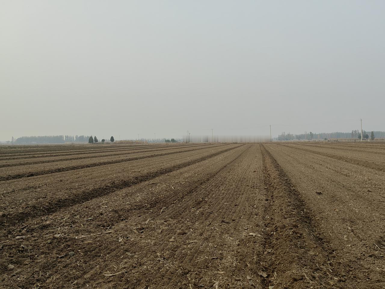 今天阳历是11月4号农历9月15，今天去洼里转了一圈。
昨天地里还有棒子，今天什