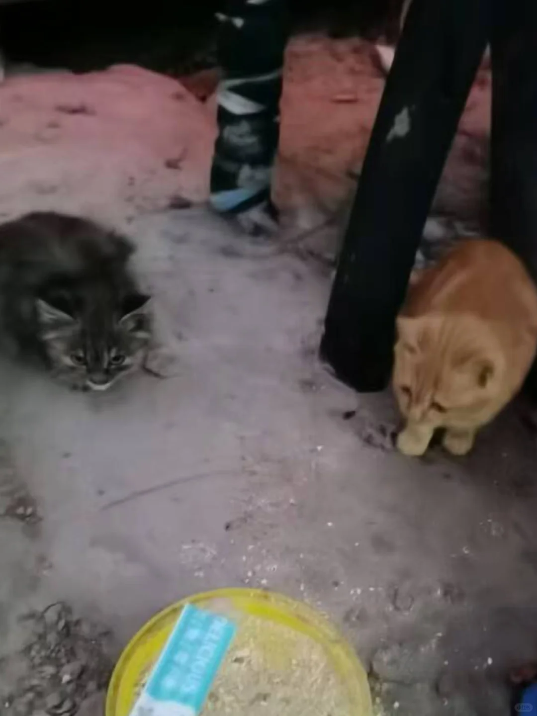 小奶猫有多怕冷？今天立冬，越来越冷了，小奶猫可怎么办？碗里白乎乎的不知...