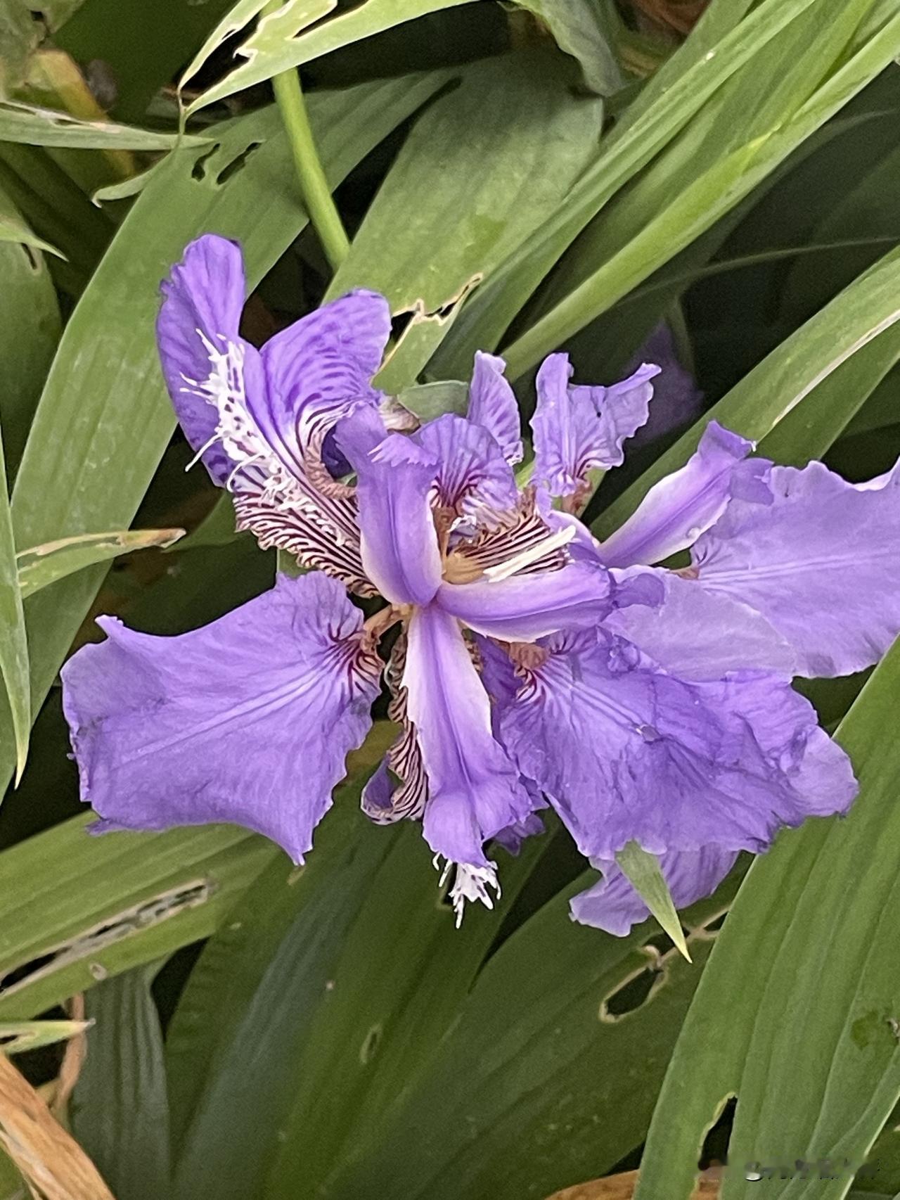 漂亮的鸢尾花，像极了紫衣美人，这两天的道路两边，很多这种紫色的鸢尾花，迷人，看见