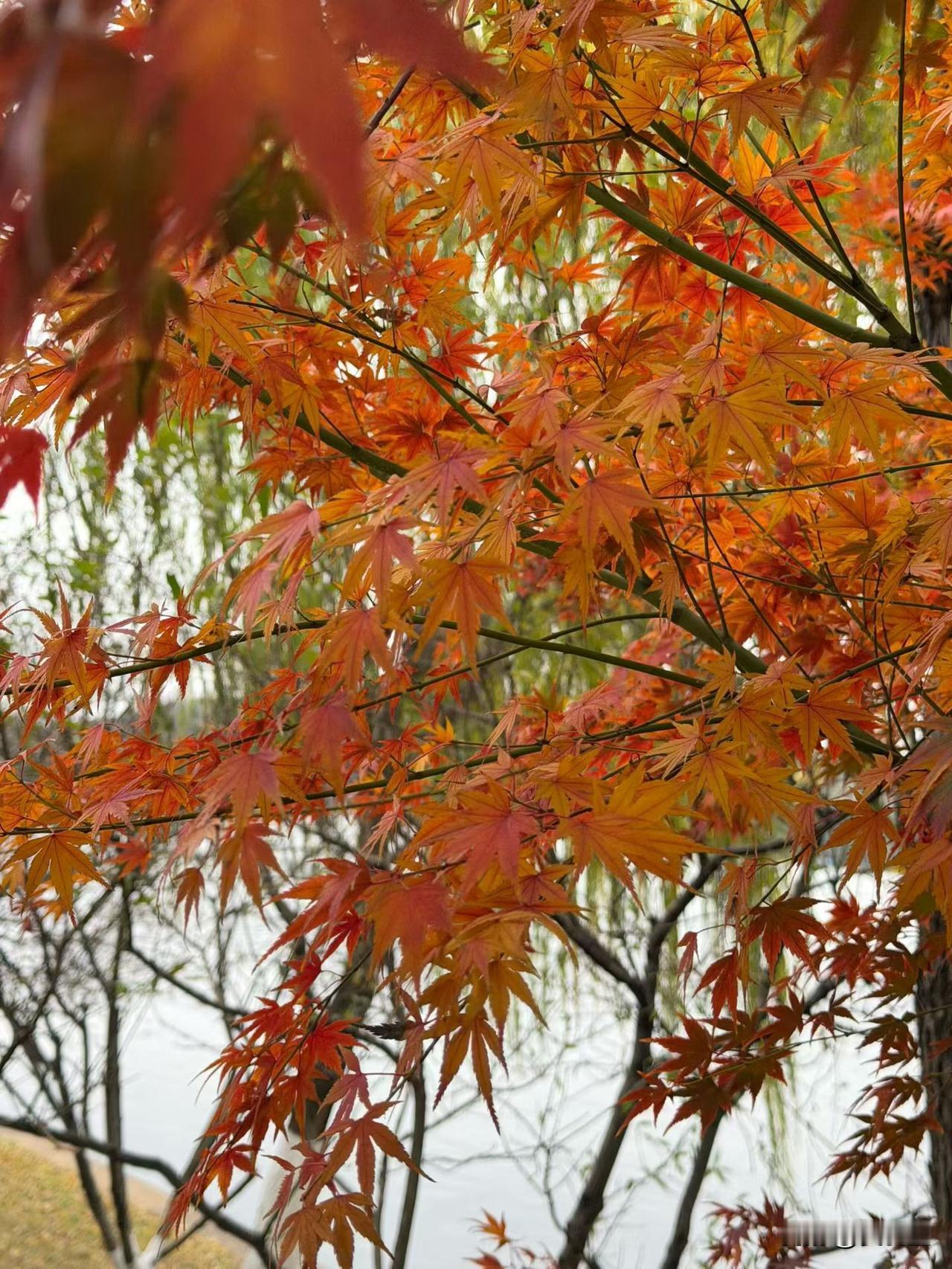 谦虚是美德，那是在你拥有了实力之后才配谈的，在你弱小的时候，首先要展示自己的价值