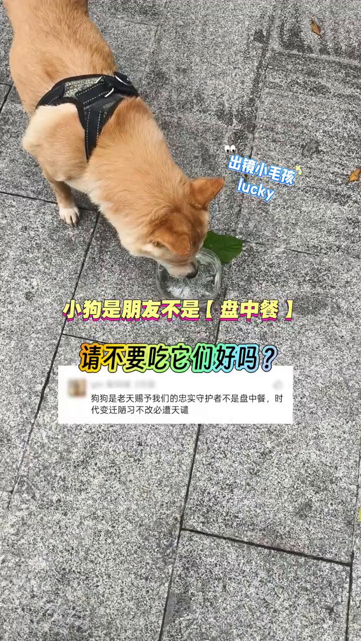 小狗是朋友不是盘中餐，请不要吃它们好吗？
狗狗是老天赐予我们的忠实守护者，不是盘