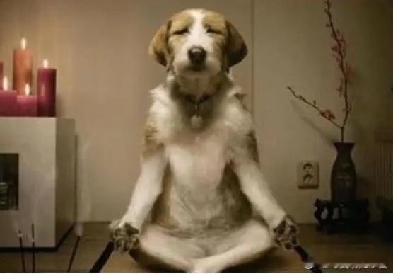吃点哲学书，狗狗看破红尘彻底悟了！我家狗吃掉我的哲学书之后