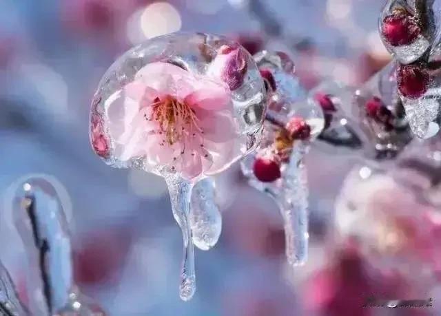 上联：雪尽梅梢留傲骨
下联：风和柳眼绽新颜
横批：春华秋实
【对联解析】
1. 