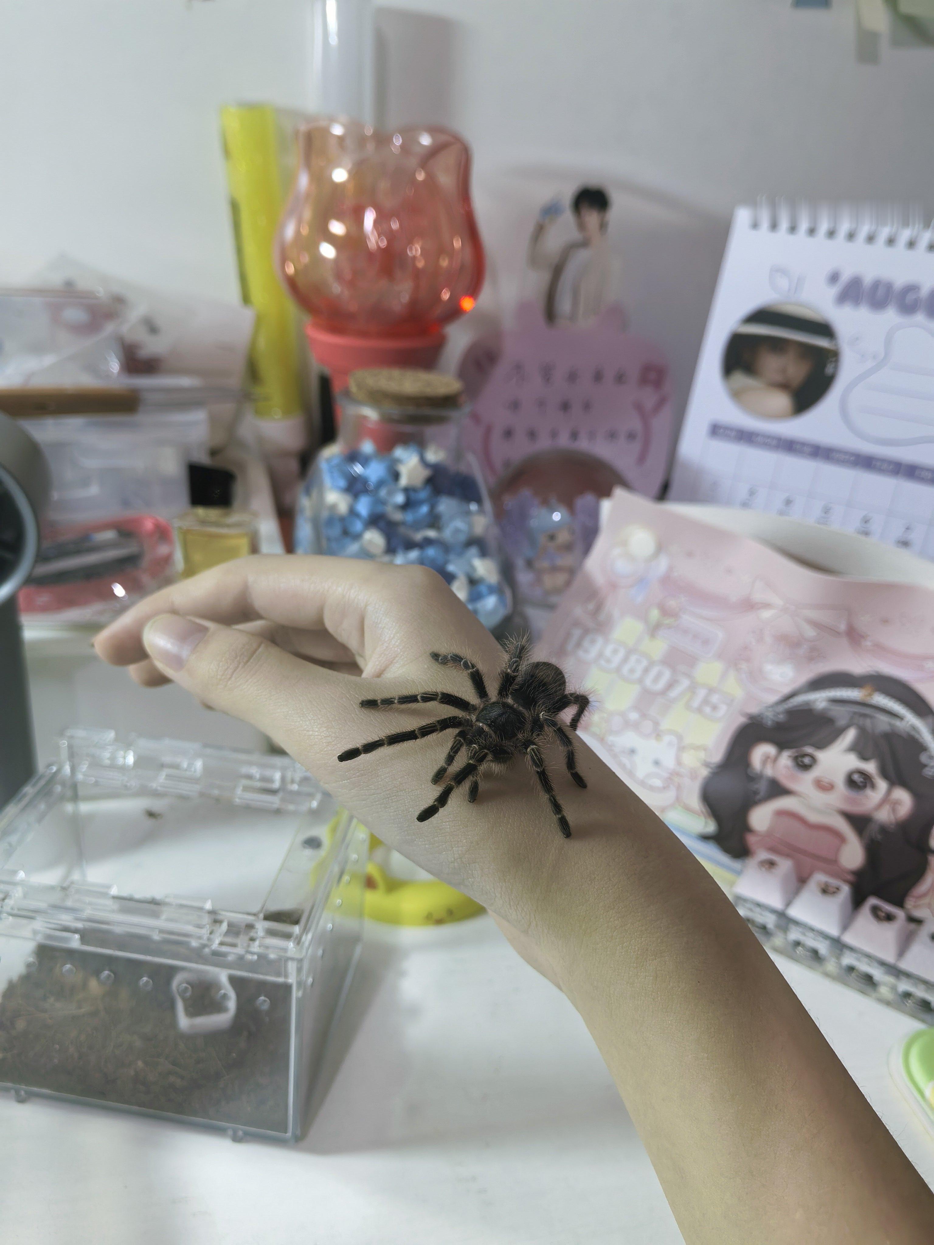 宝宝🕷 