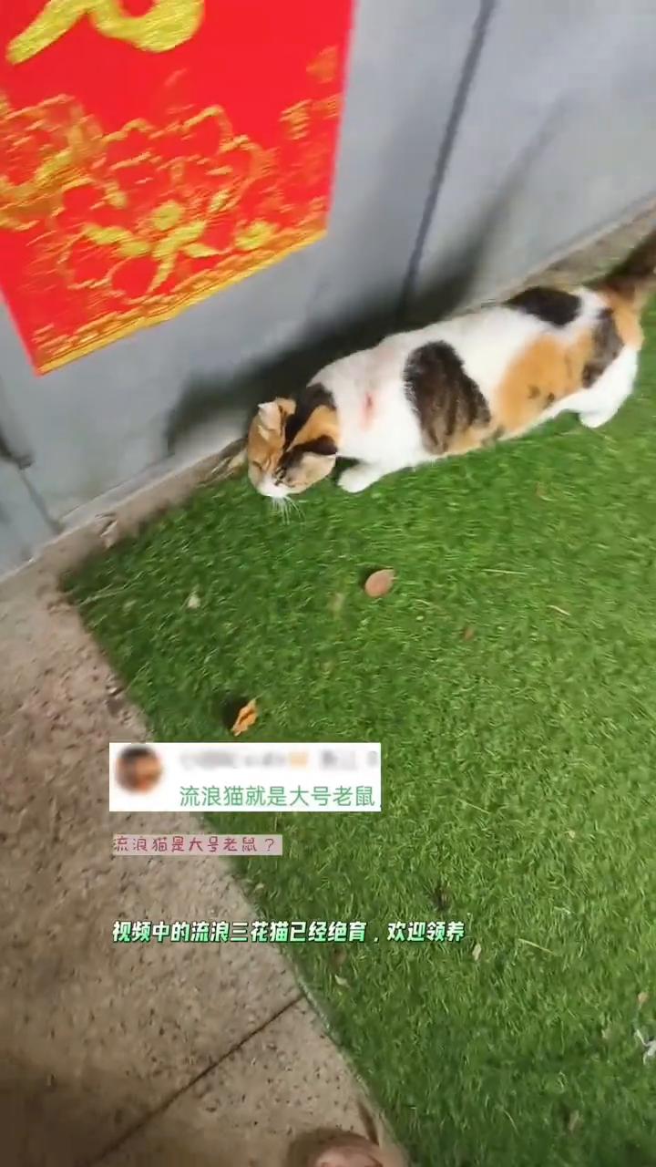 流浪猫是大号老鼠？
流浪猫是大号老鼠？猫可是老鼠的天敌。流浪猫在为我们控制鼠患，