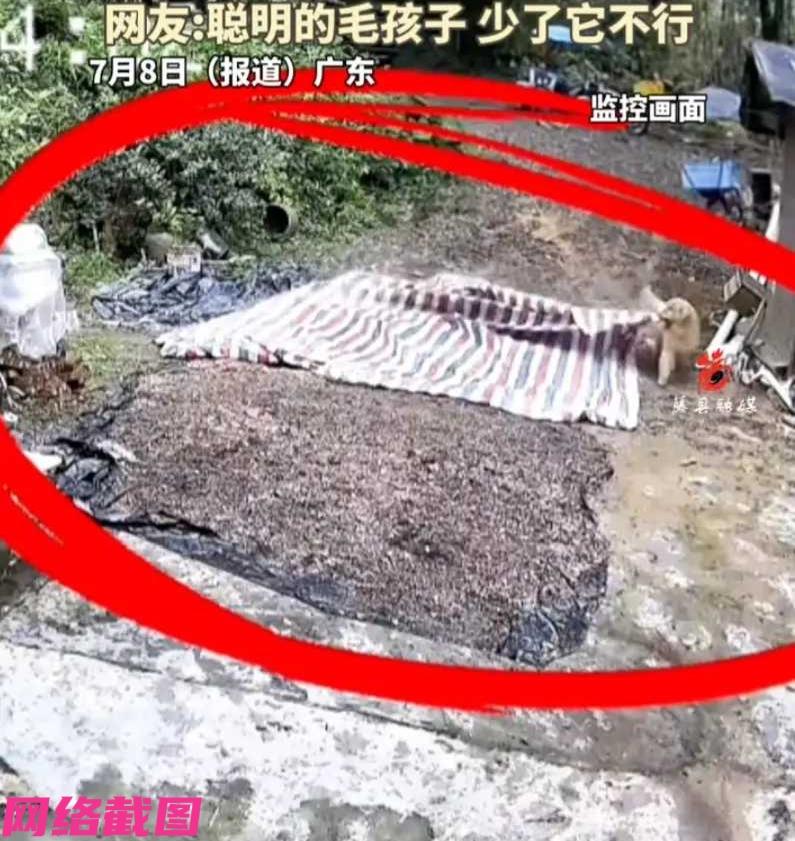 广东有家人出门前看天气不错，便把玉米放在自家院里晾晒后离家出门，家里只剩下金毛狗