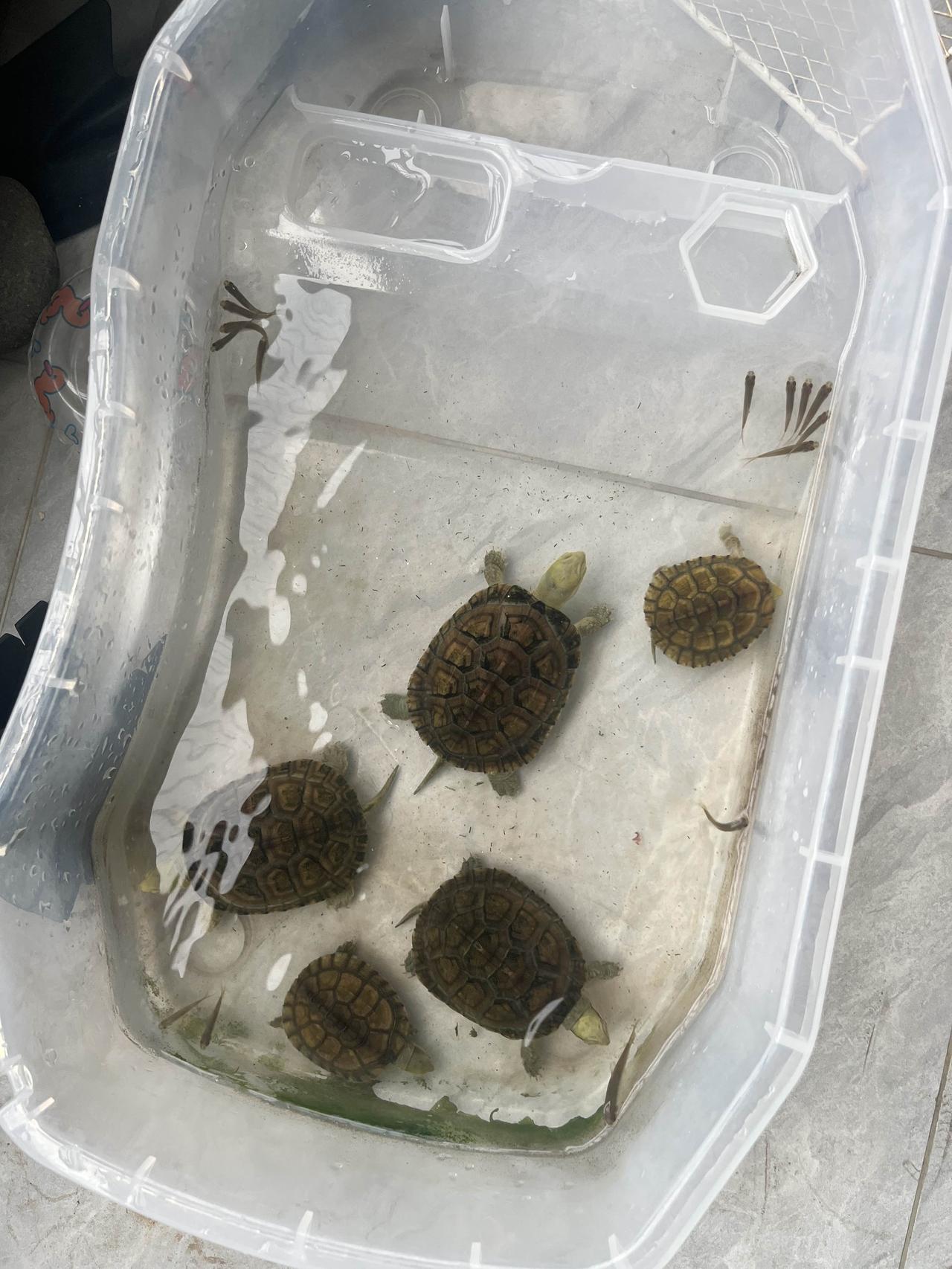家中养什么乌龟好我自己养了几只小青龟，感觉皮实好养，养熟了之后也可以拿手喂食互动