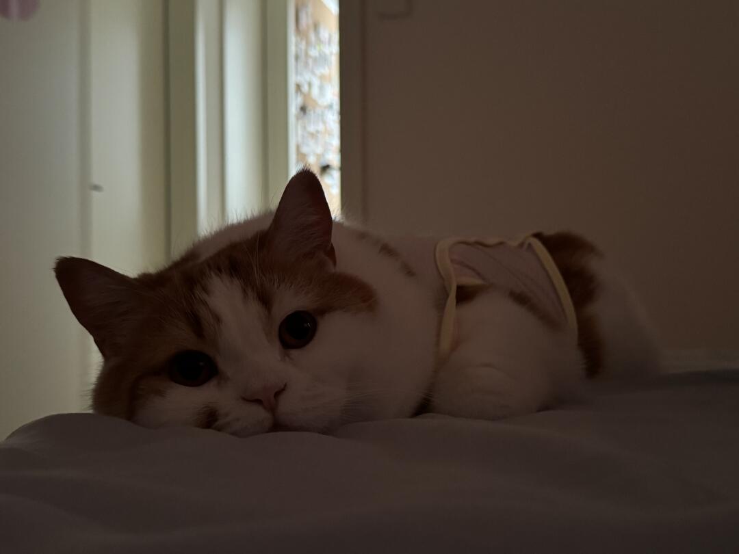 这样的猫猫在旁边谁愿意起床呀