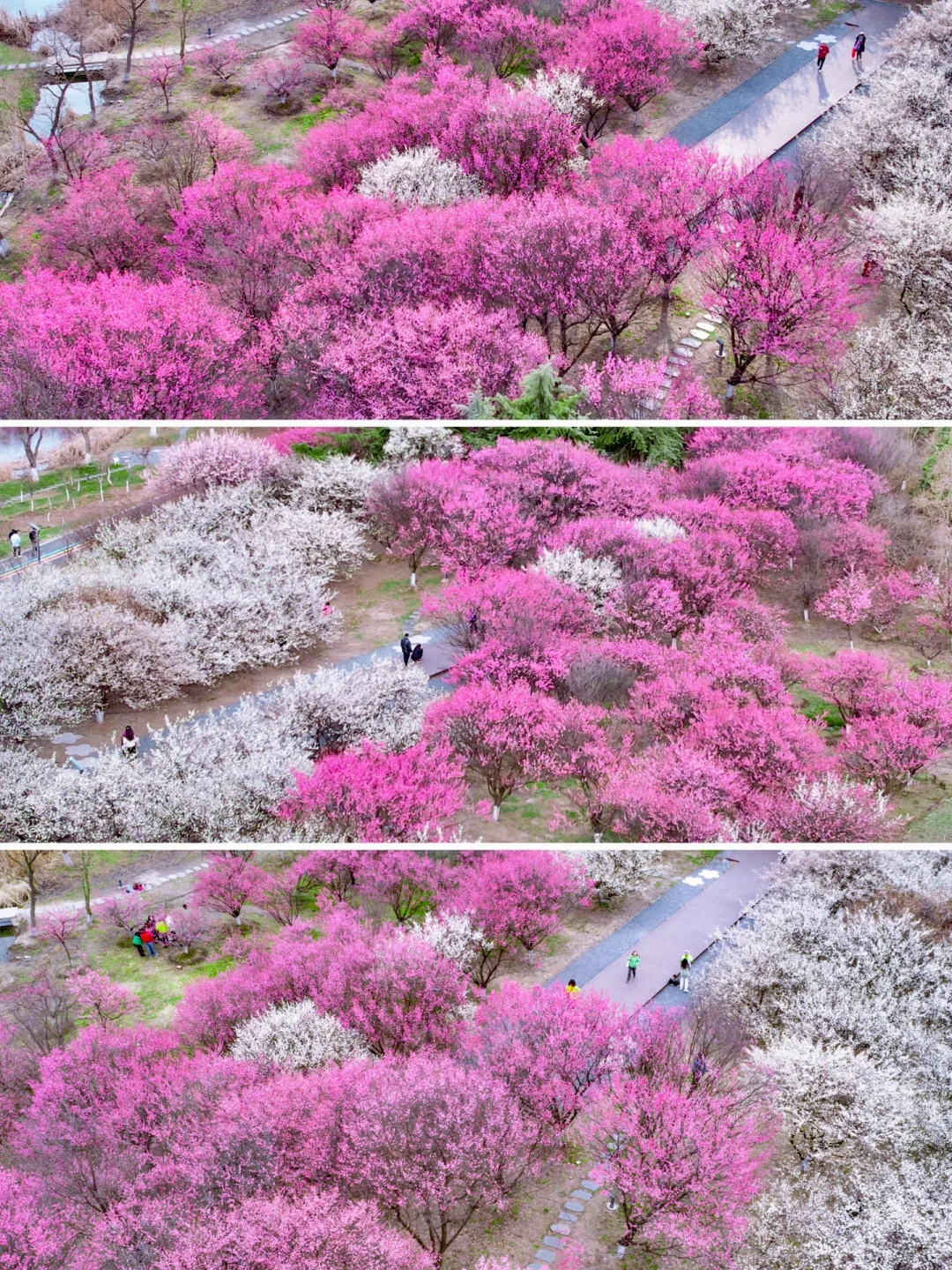 苏州赏梅保姆级攻略 | 一城梅花，半部江南诗