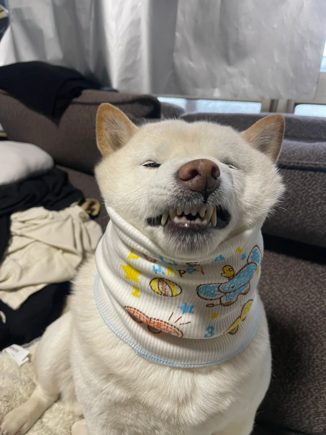 对这狗心凉了