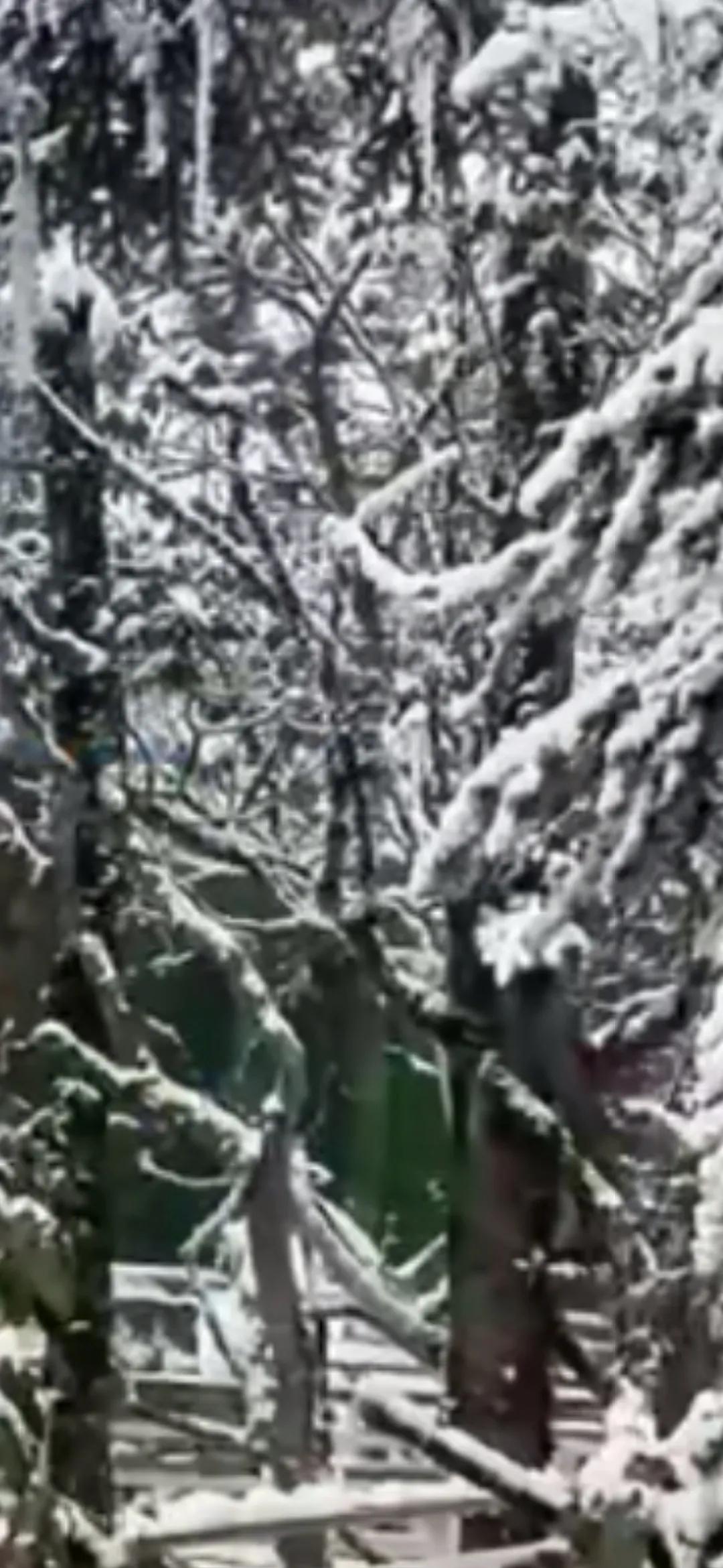 又是一年银花开