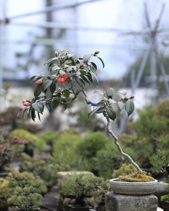 这棵山茶花的品名叫雲龍椿