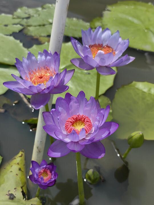 属于澳洲睡莲的季节来啦 这个夏天属于紫色