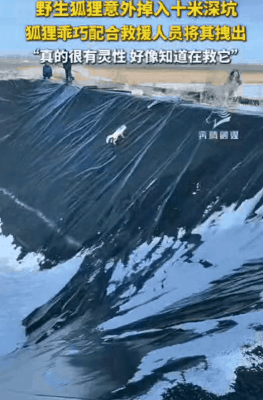 野生狐狸掉进了大坑里，由于下雪的原因，坑壁比较光滑，狐狸根本就爬不上来，救援人员
