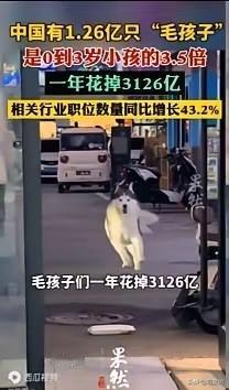 1.26亿只猫狗，一年狂砸3126亿！“毛孩子”经济狂欢的背后，是一场细思极恐的