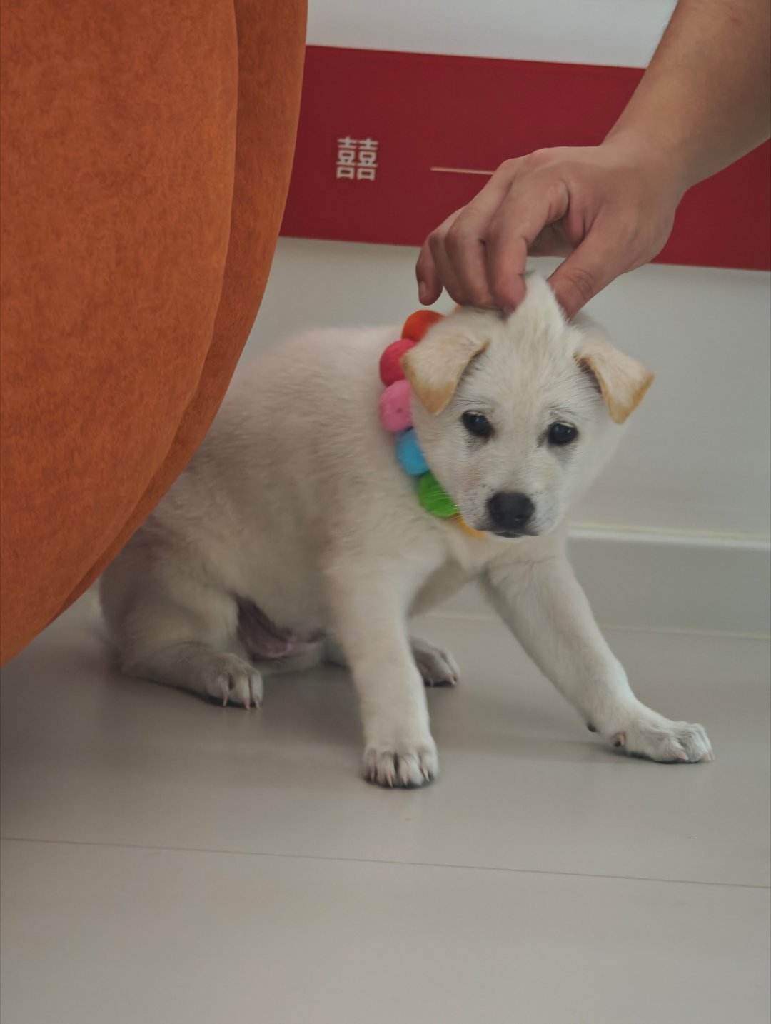 又有养狗的朋友了，你好娟妹