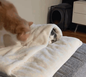 天儿越来越凉了，还是进被窝儿舒服