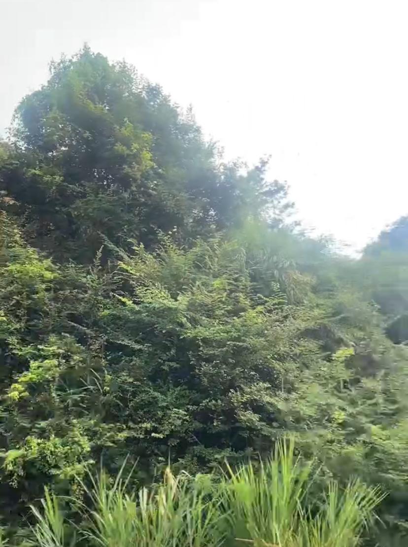 春日生活打卡季春意阑珊缀山川