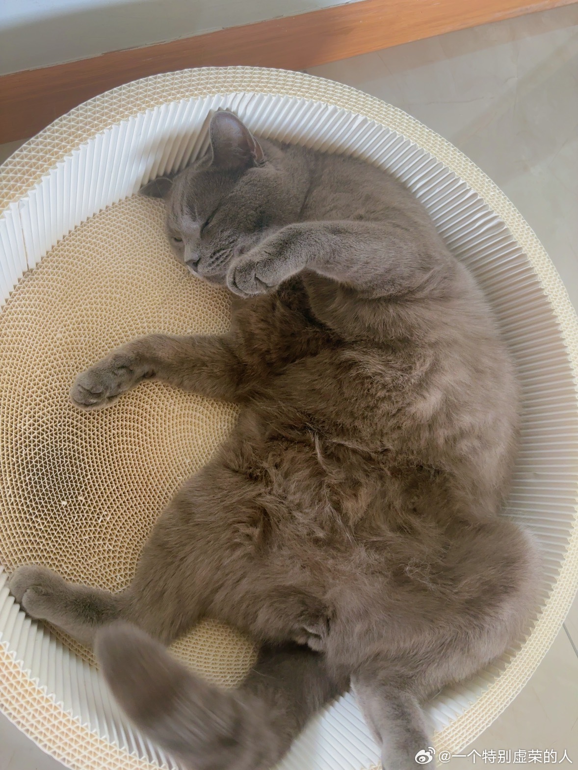 一盆猫