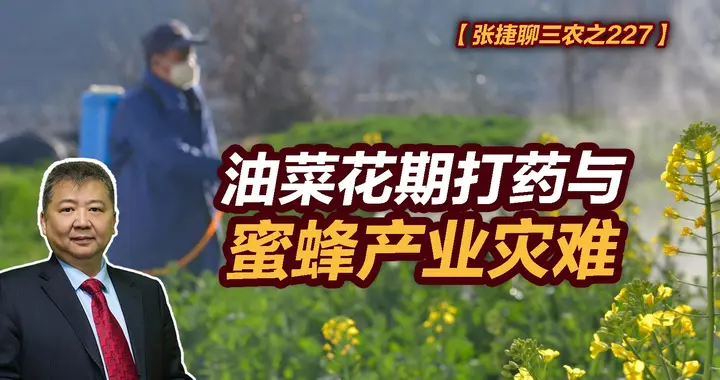 张捷财经观察 | 油菜花期打药与蜜蜂产业灾难