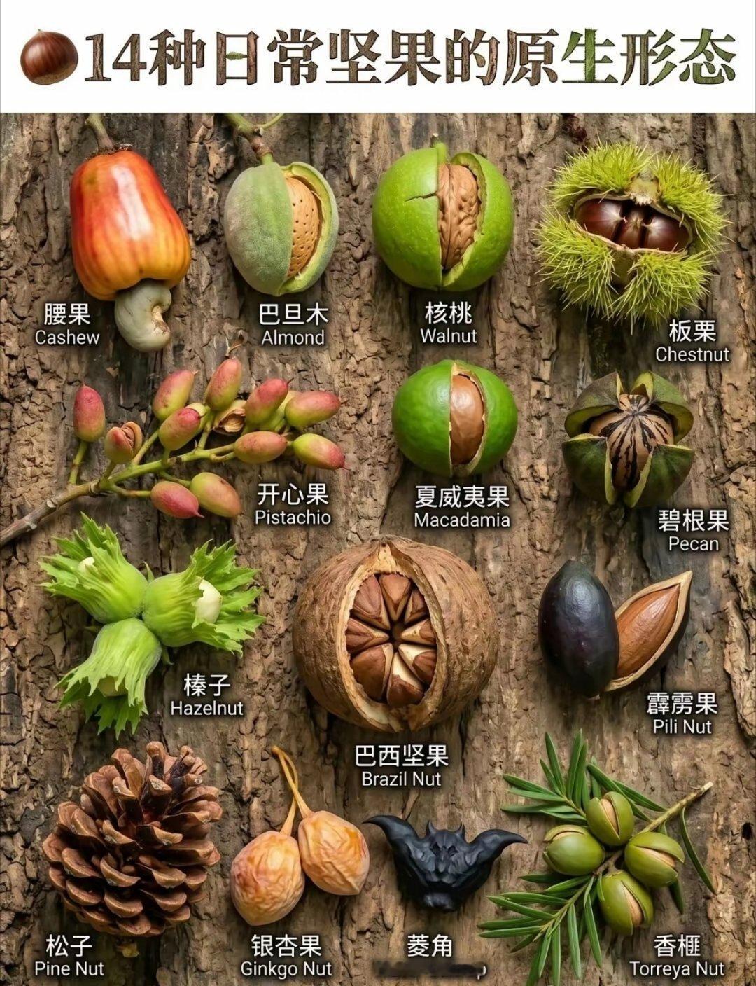 14种坚果的原始形态大揭秘！ 