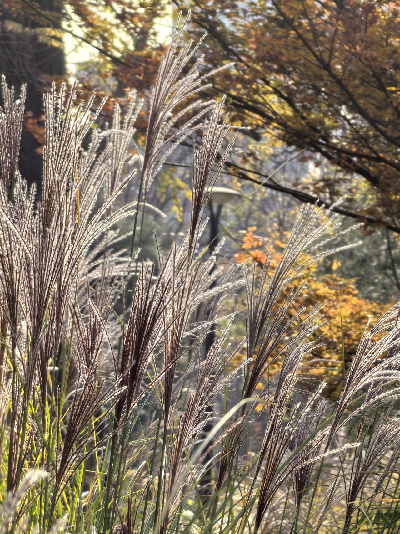 晒出你相册里的花草树木路边的毛毛草