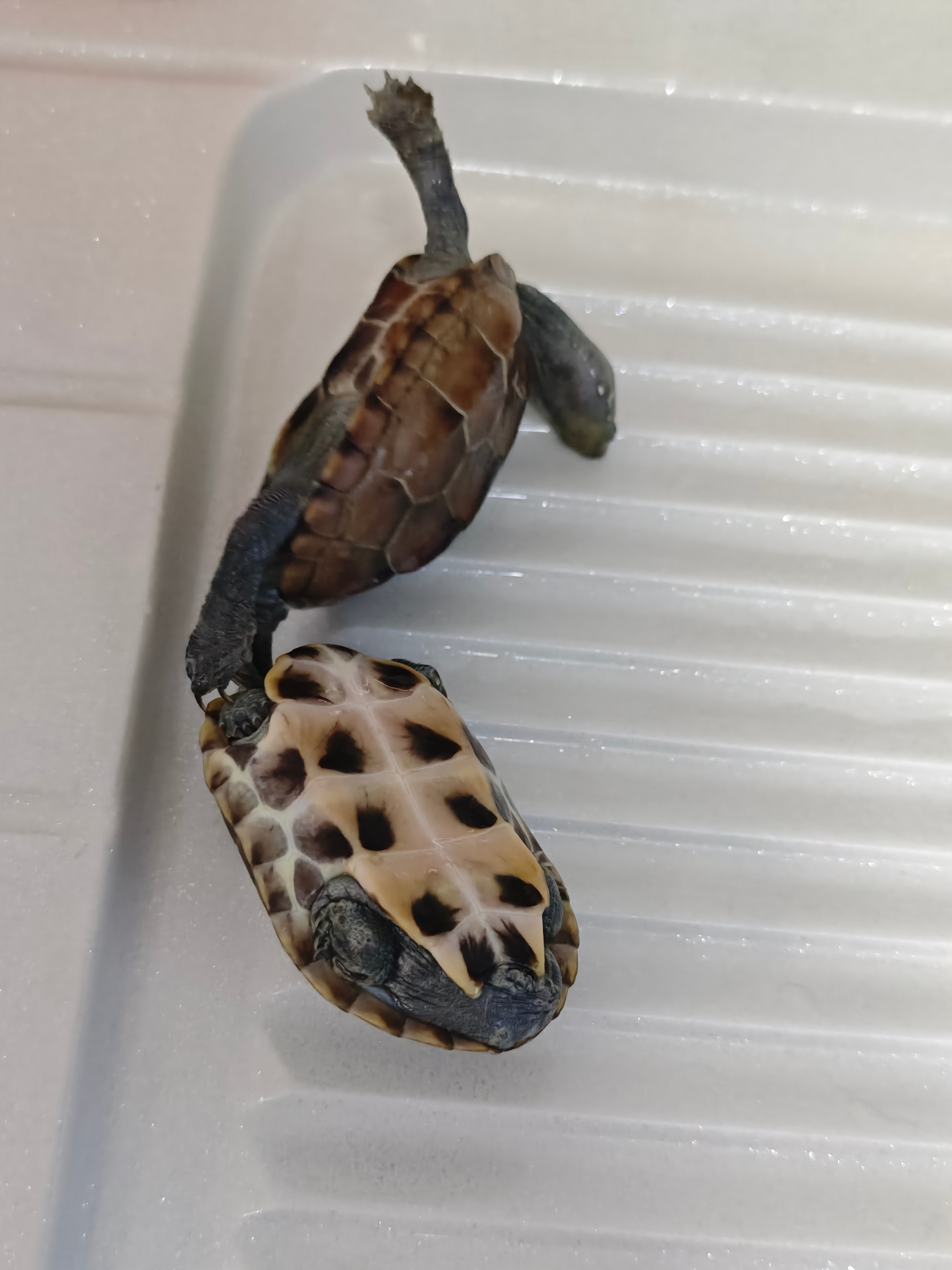 这俩小家伙养得还不错吧 