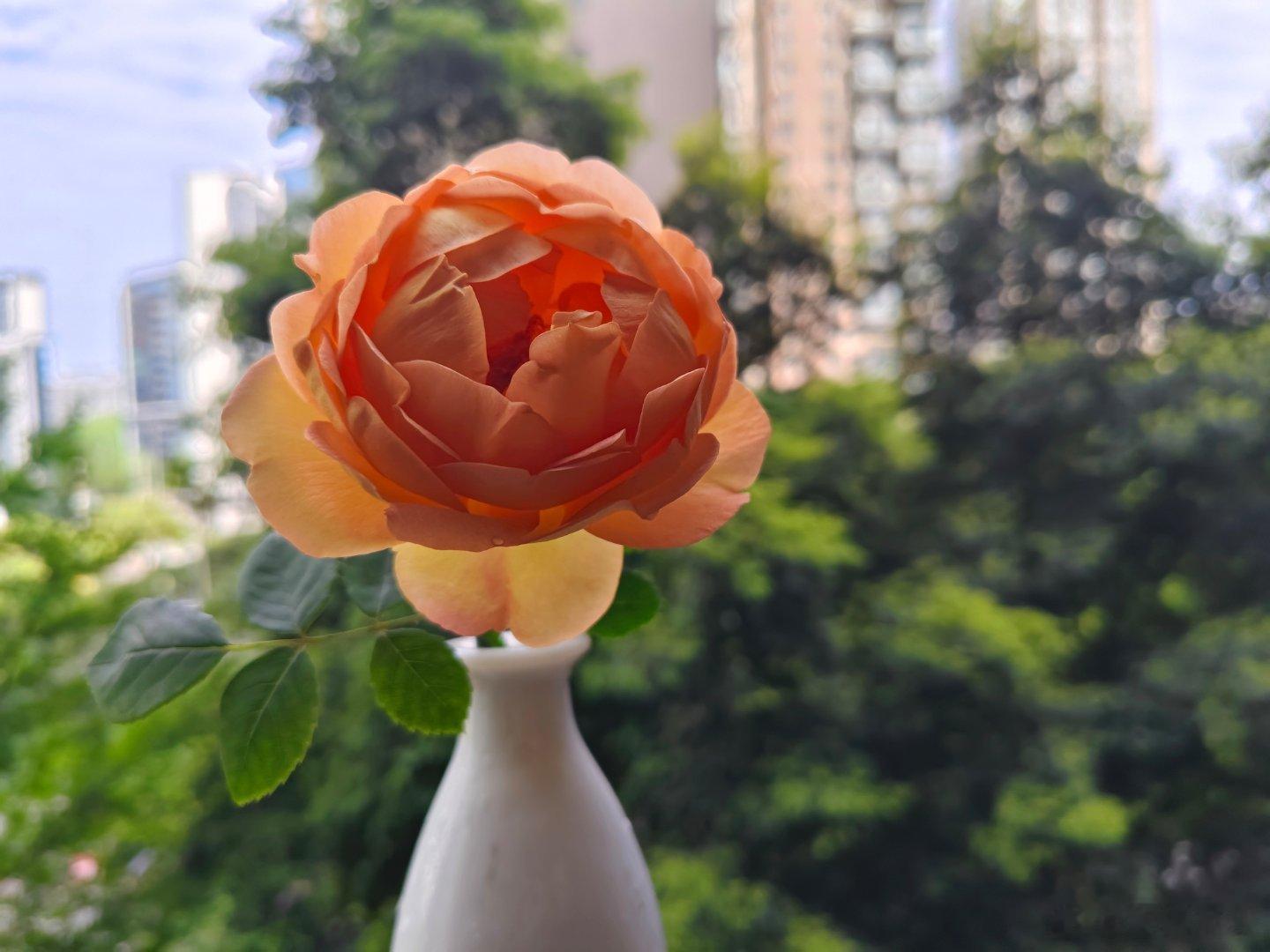 高墙挡不住，毕竟出天际。 