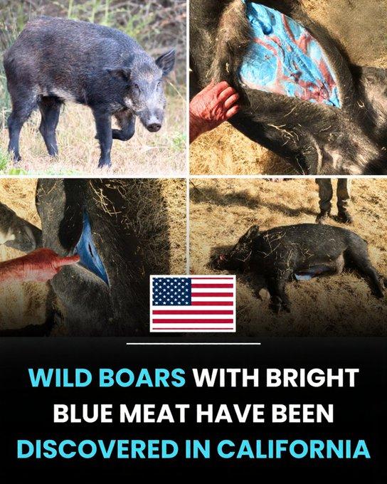 美国野猪因误食灭鼠剂而中毒，脂肪变蓝。北加州的猎人们在处理野猪时，发现其脂肪呈现