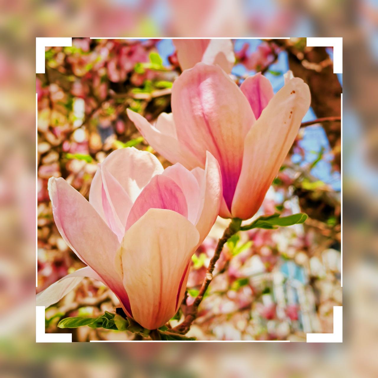 分享一张随手拍的花春天，玉兰花开的时候