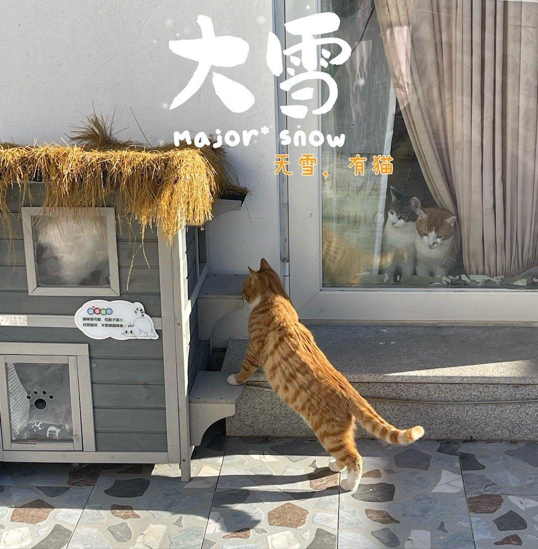 大雪节气后，要正式进入寒冬了。今日无雪，有猫。 