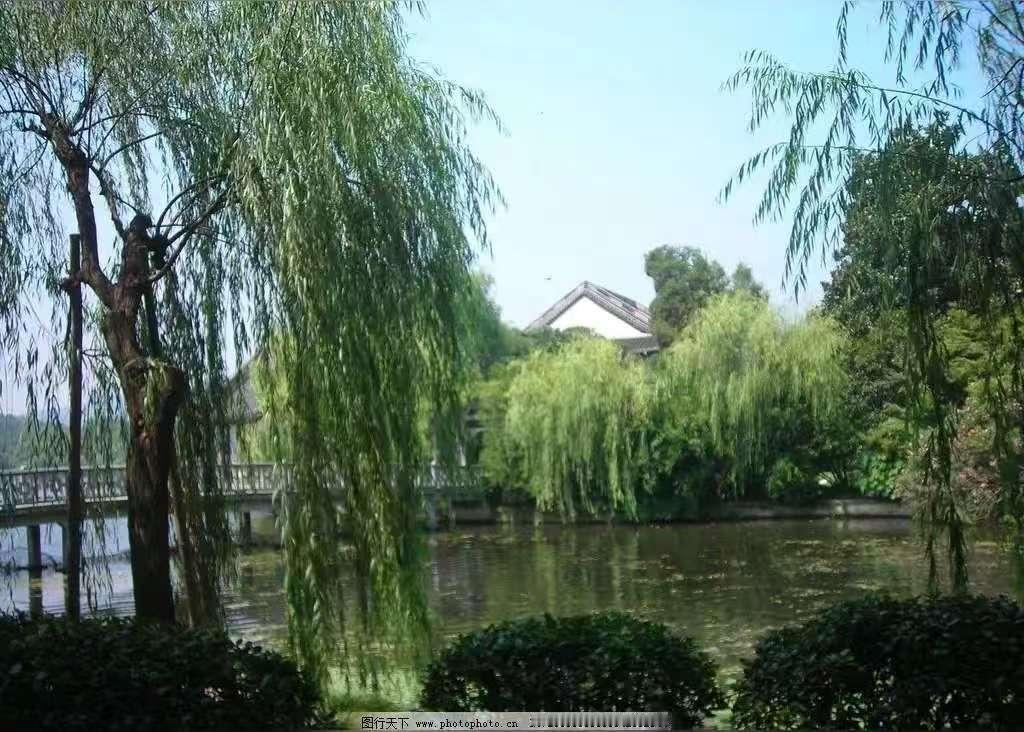池柳 
垂丝拂水漾春波，
嫩翠轻摇影自和。
忽有微澜生镜里，
柔条也带晚风多。