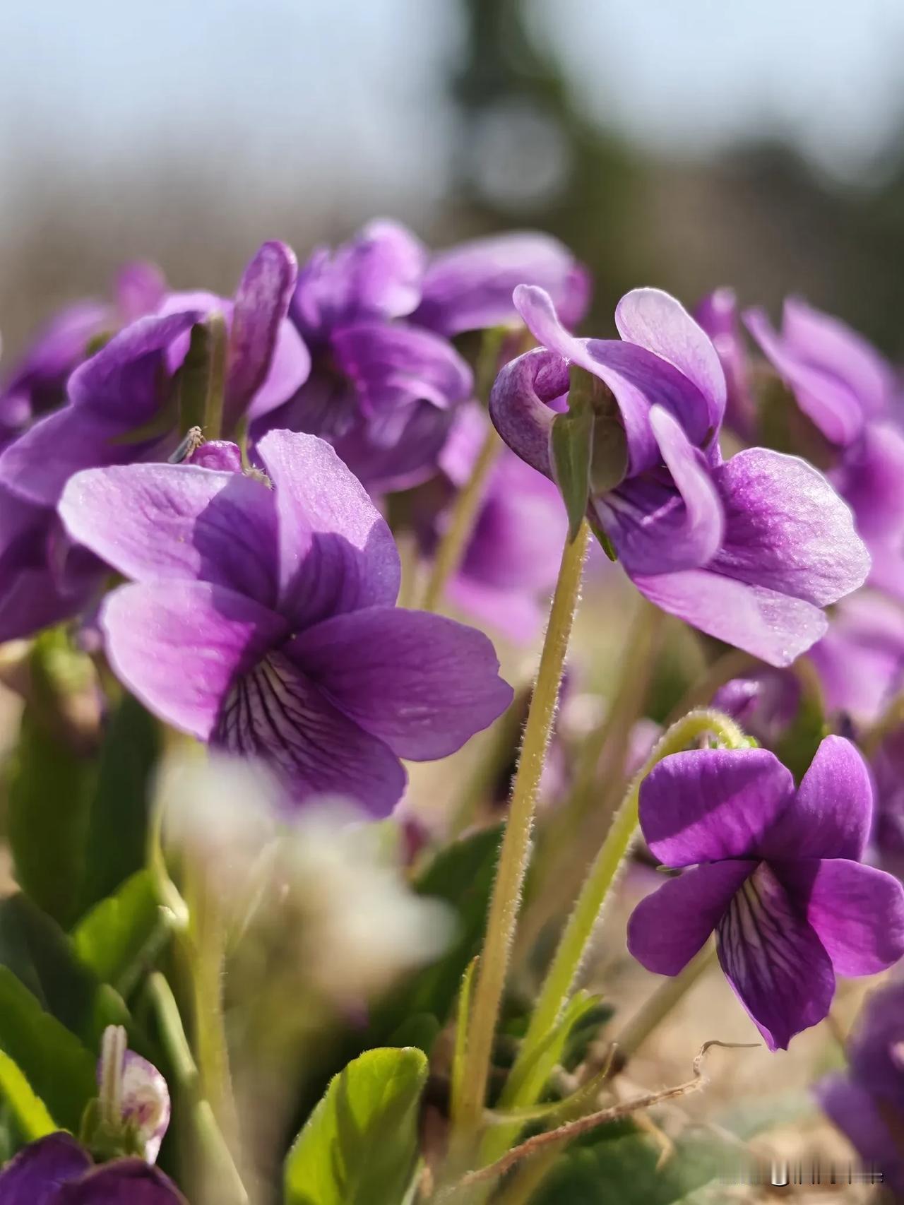 每年春天我都会去郊外挖野菜，今年也不例外。本来一心想挖点荠菜，找了半天一根都没见