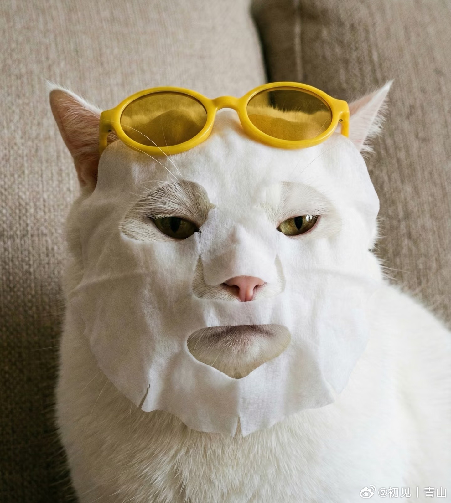“面膜为横么要我自己敷！”宁咪一怒之下🐱为大家演示面膜的错误使用方法