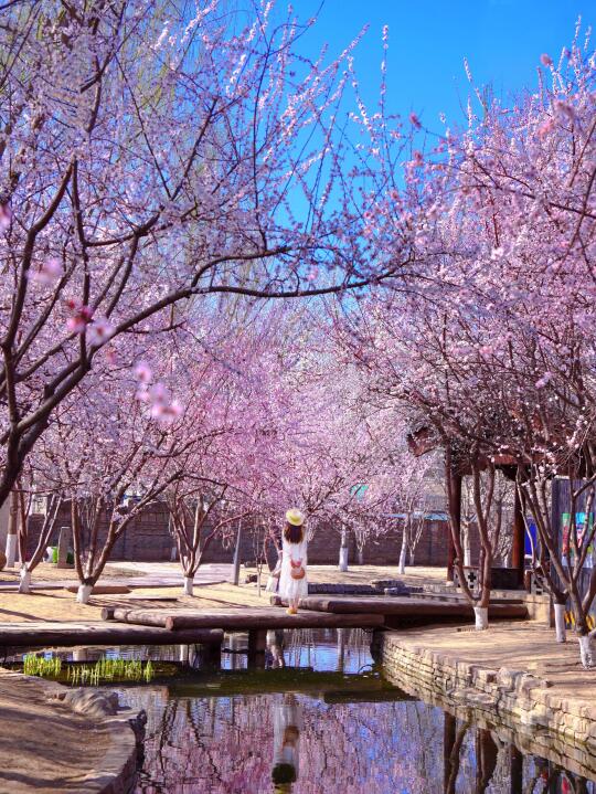 来过桃花源才知道，北京春天有多妙！附机位🌿