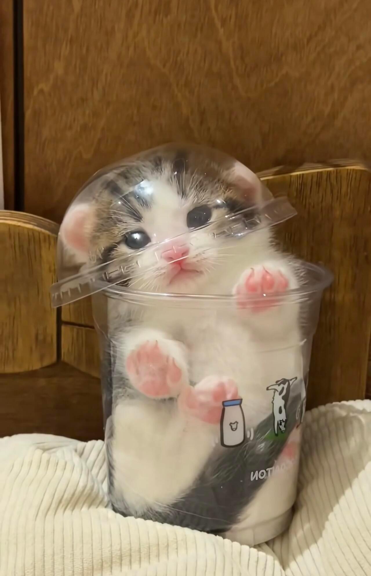 一杯猫 ​​​