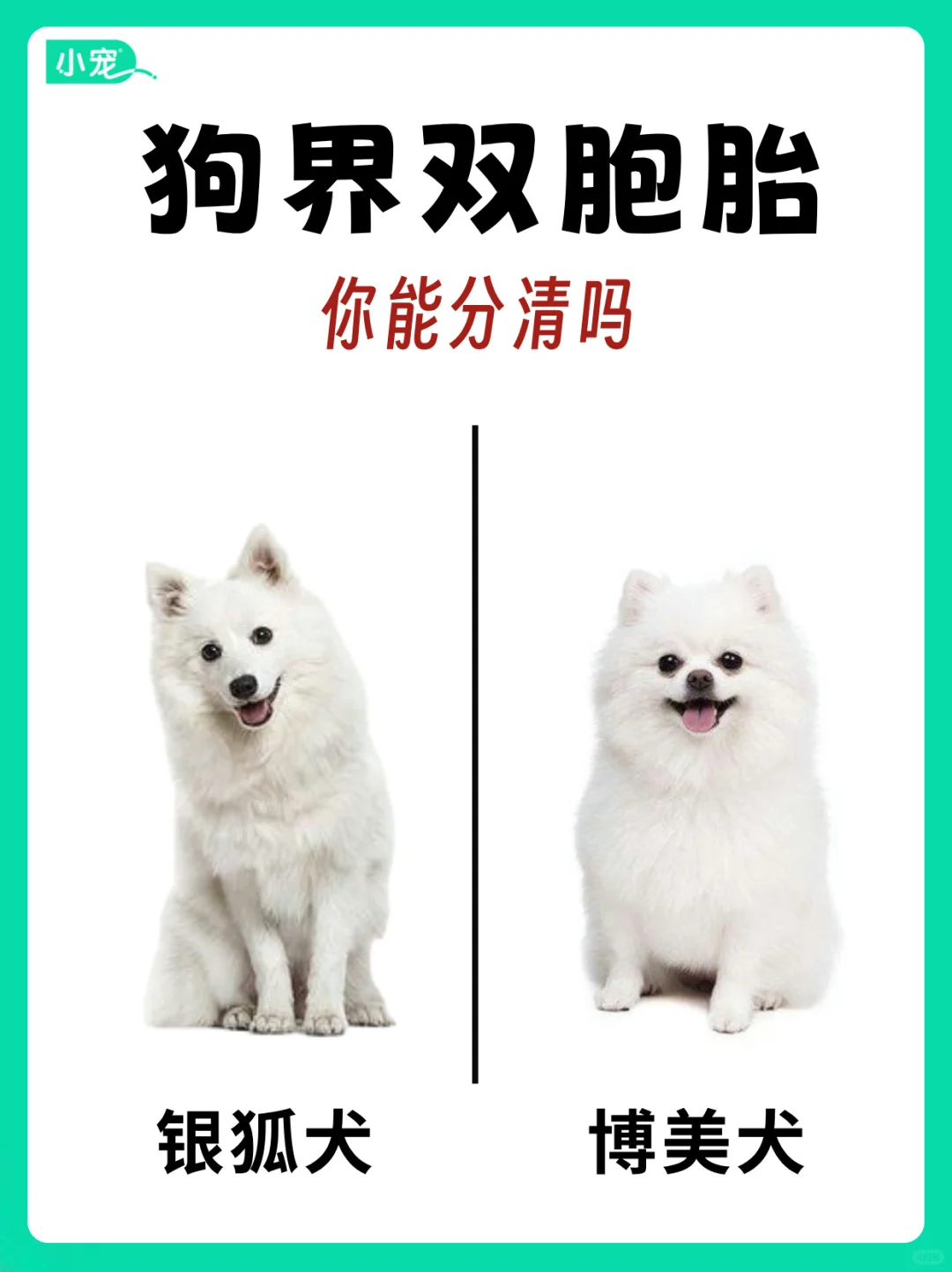 狗狗界的双胞胎👉你能分清吗？